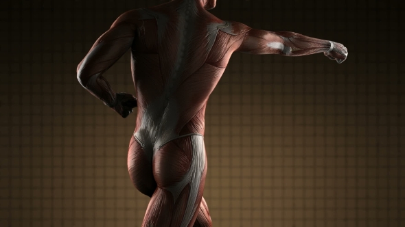 Human Muscle Anatomy - Download Videohive 20915716