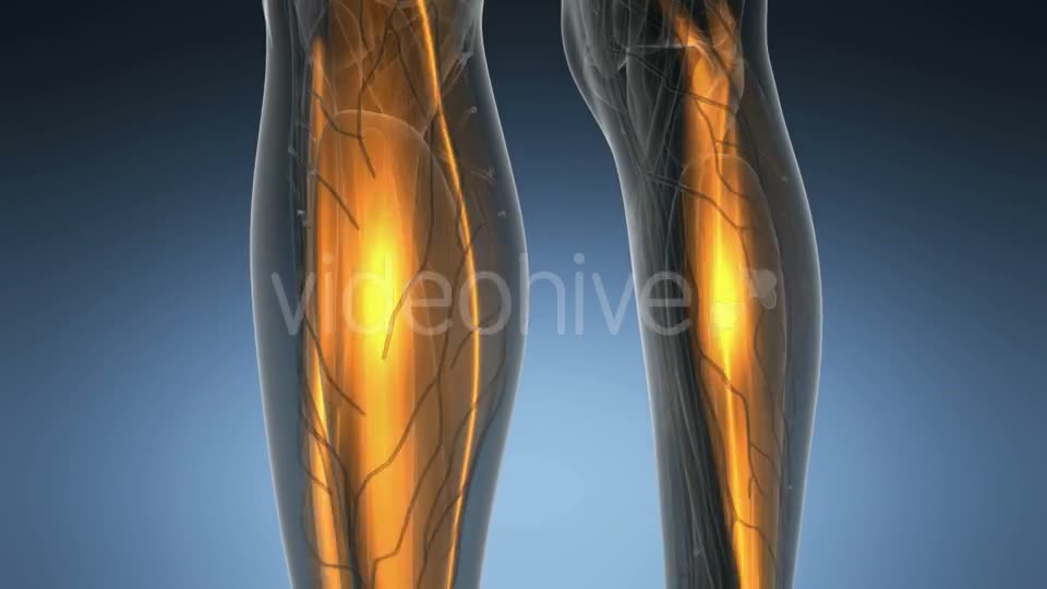 Human Muscle Anatomy - Download Videohive 20987024