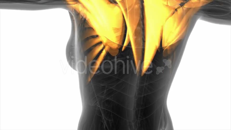 Human Muscle Anatomy - Download Videohive 20987090