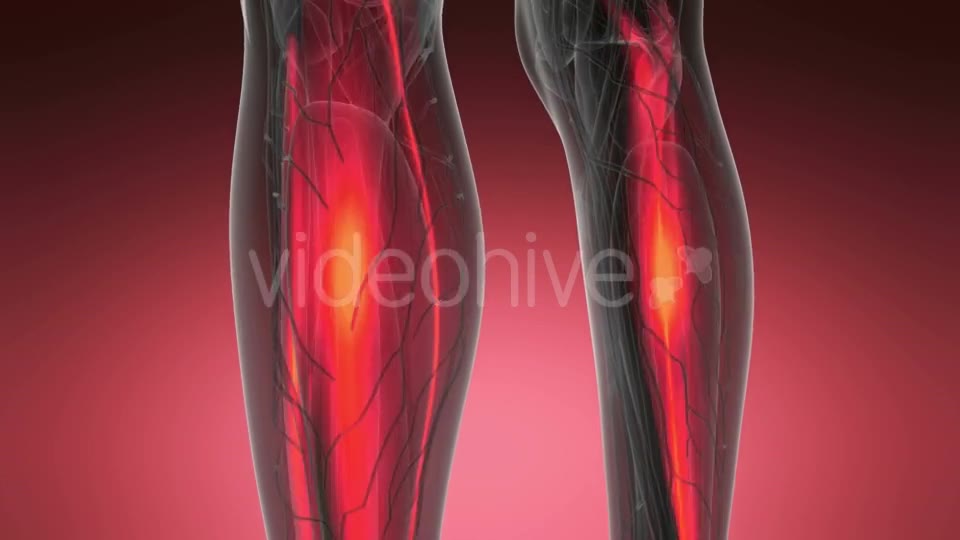 Human Muscle Anatomy - Download Videohive 20987095