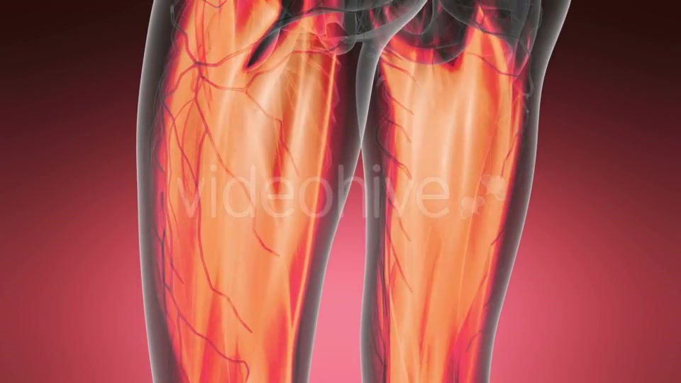 Human Muscle Anatomy - Download Videohive 20987095