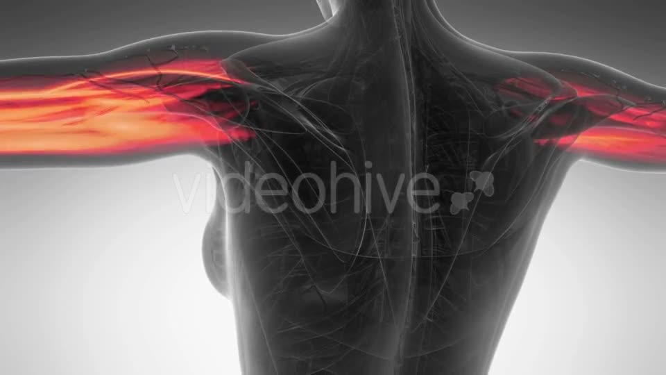 Human Muscle Anatomy - Download Videohive 20987100