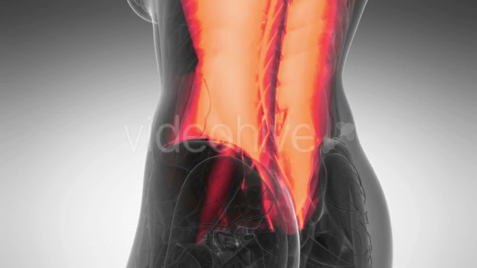 Human Muscle Anatomy - Download Videohive 20987100