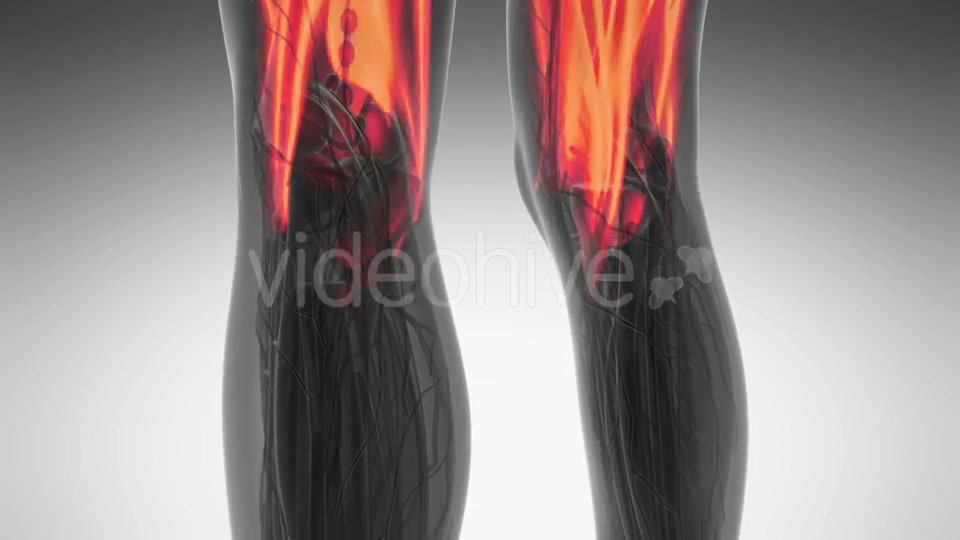 Human Muscle Anatomy - Download Videohive 20987100