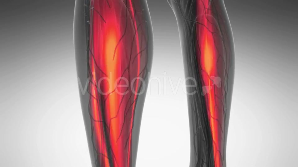 Human Muscle Anatomy - Download Videohive 20987100