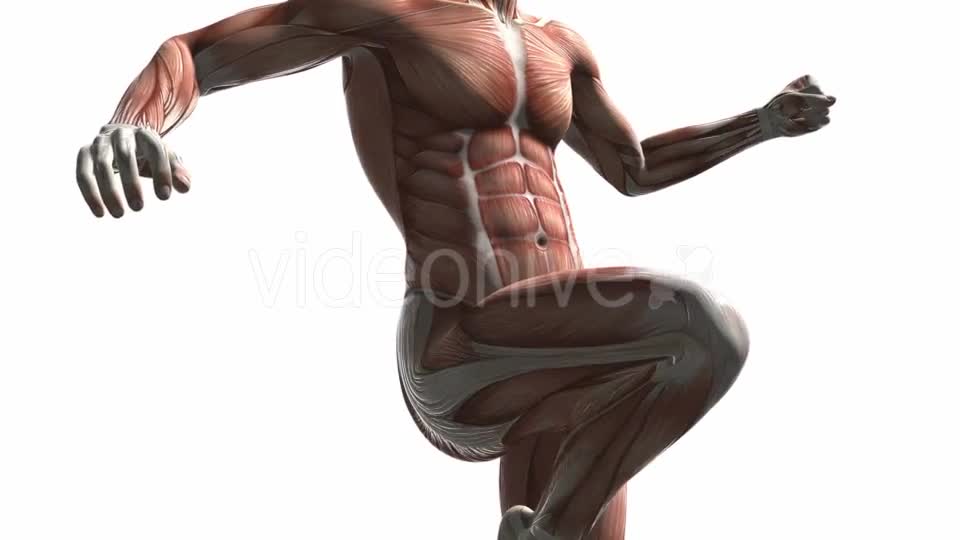 Human Muscle Anatomy - Download Videohive 20987377