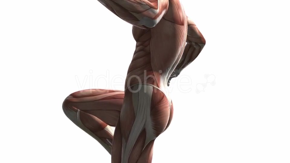 Human Muscle Anatomy - Download Videohive 20987377