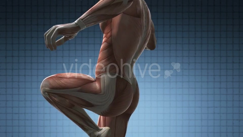 Human Muscle Anatomy - Download Videohive 21020683