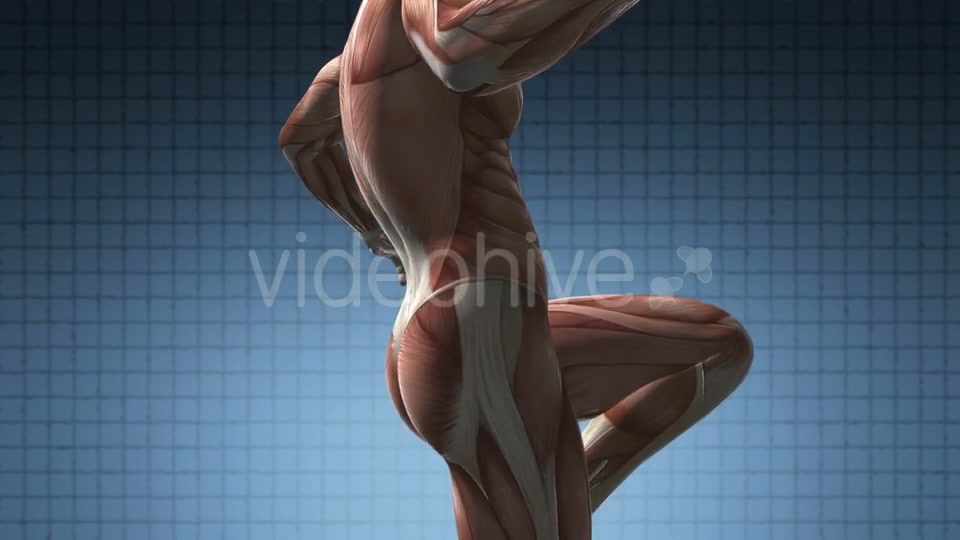 Human Muscle Anatomy - Download Videohive 21020683