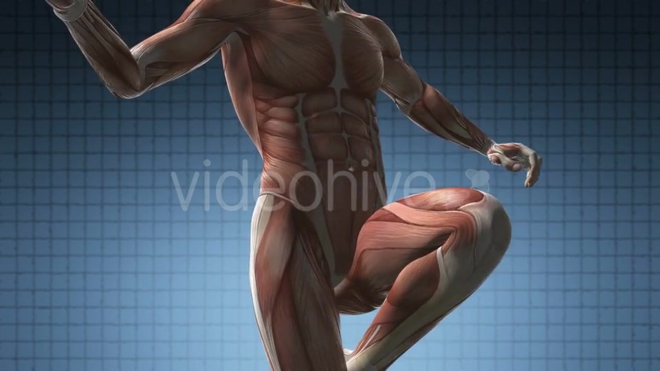 Human Muscle Anatomy - Download Videohive 21020683