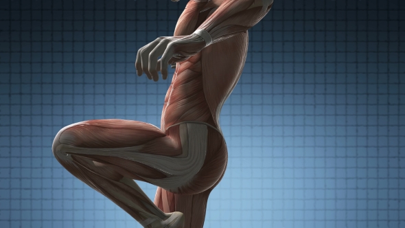 Human Muscle Anatomy - Download Videohive 21020683