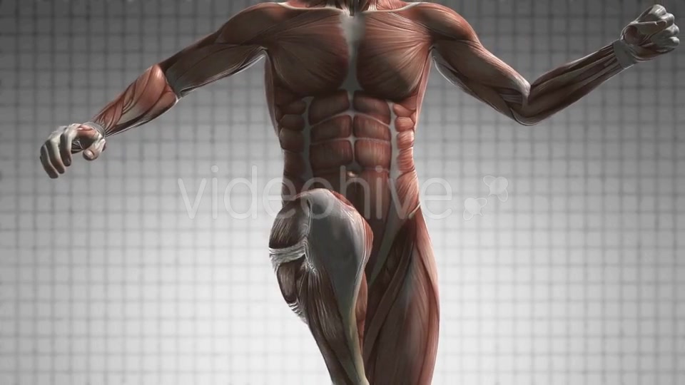 Human Muscle Anatomy - Download Videohive 21082233
