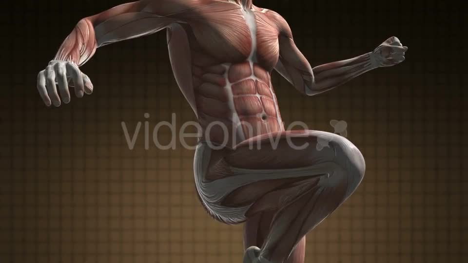 Human Muscle Anatomy - Download Videohive 21094582