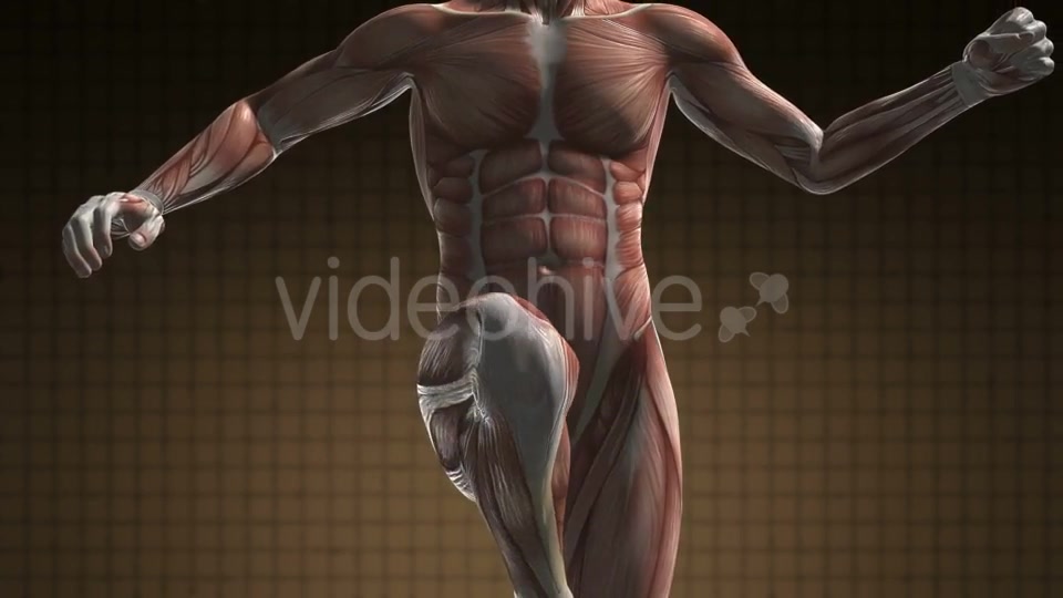 Human Muscle Anatomy - Download Videohive 21094582