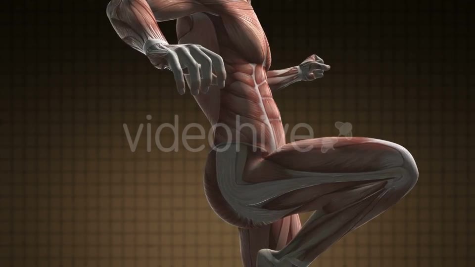 Human Muscle Anatomy - Download Videohive 21094582