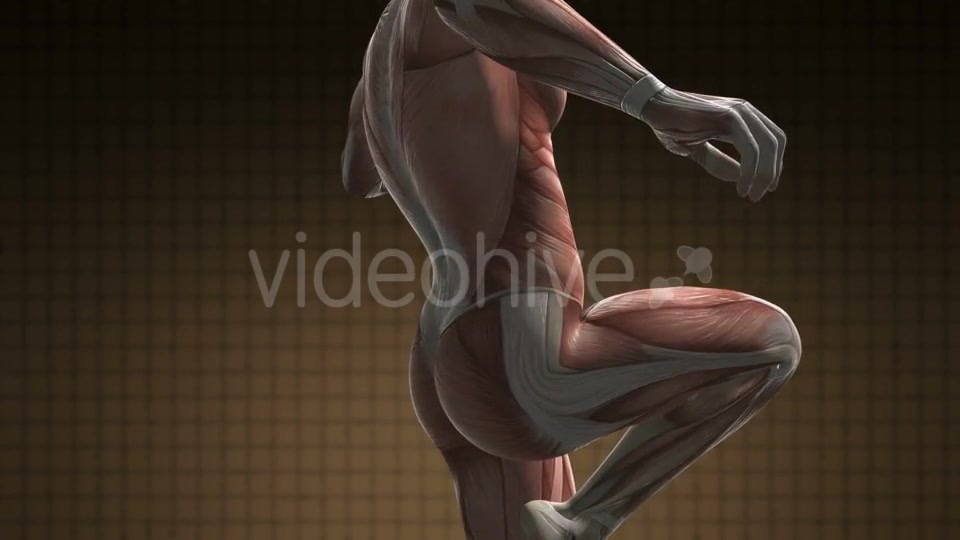 Human Muscle Anatomy - Download Videohive 21094582