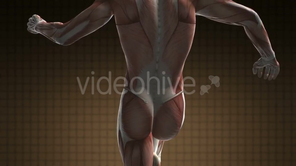 Human Muscle Anatomy - Download Videohive 21094582