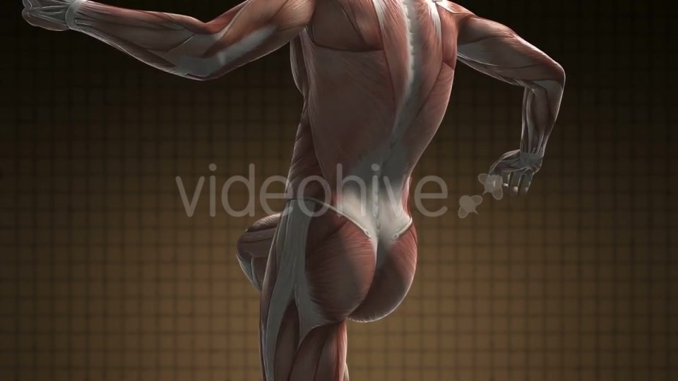 Human Muscle Anatomy - Download Videohive 21094582