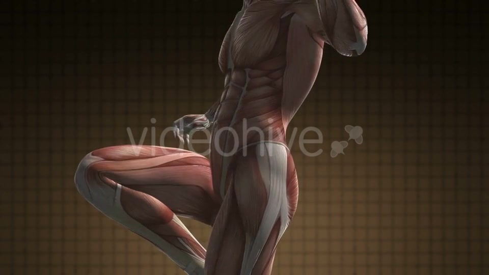 Human Muscle Anatomy - Download Videohive 21094582