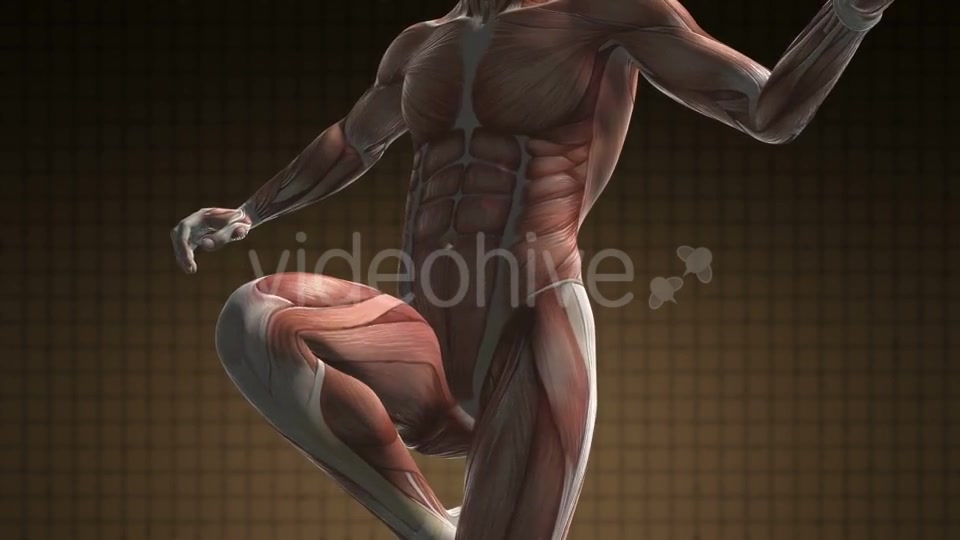 Human Muscle Anatomy - Download Videohive 21094582