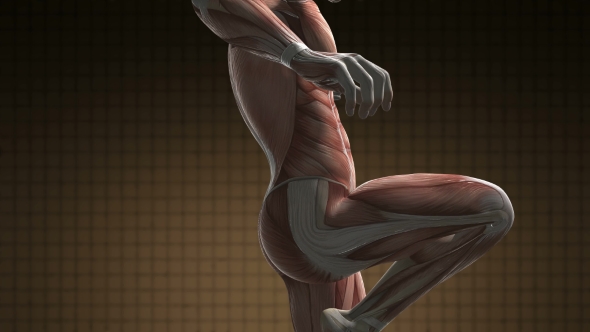 Human Muscle Anatomy - Download Videohive 21094582