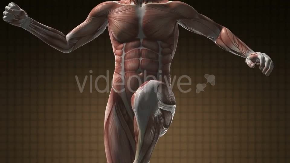 Human Muscle Anatomy - Download Videohive 21166349