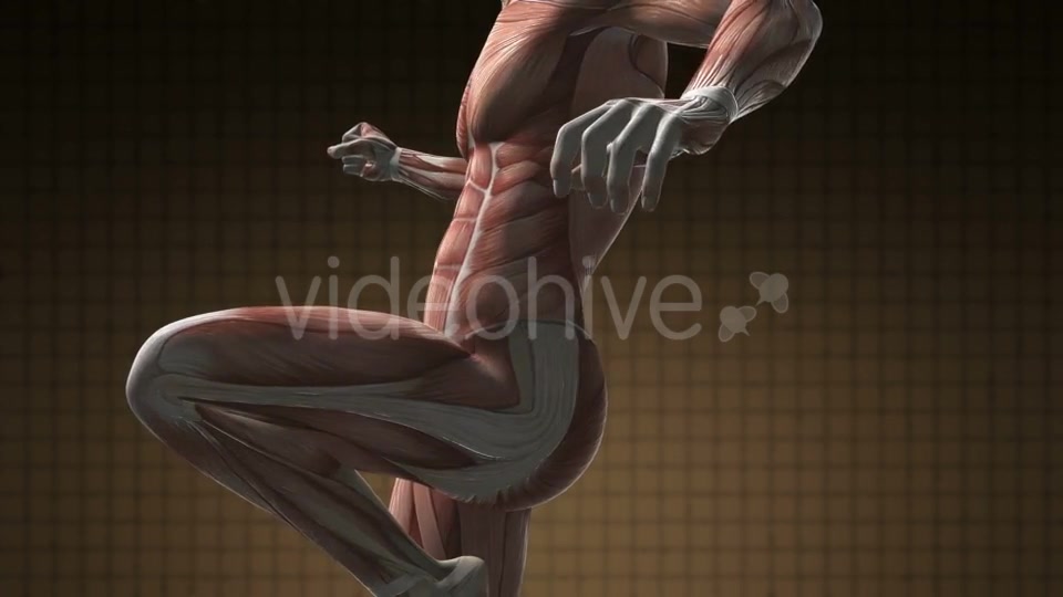 Human Muscle Anatomy - Download Videohive 21166349