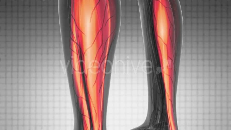 Human Muscle Anatomy - Download Videohive 21204985