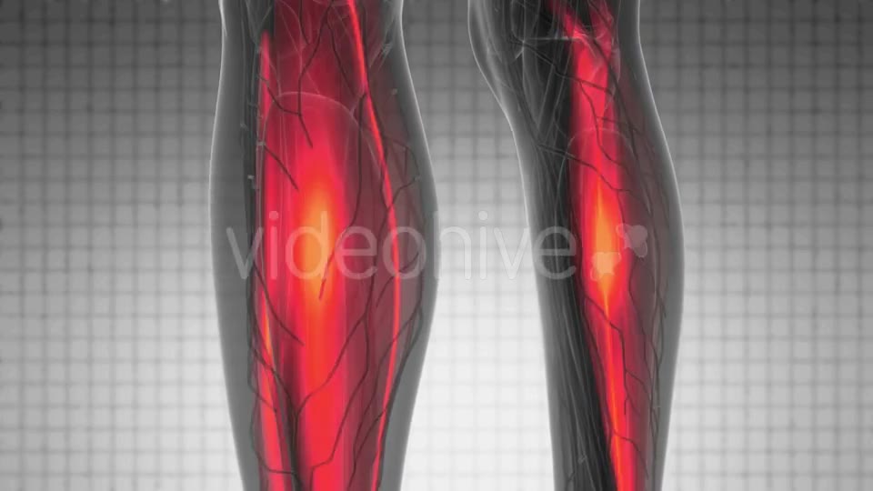 Human Muscle Anatomy - Download Videohive 21204985