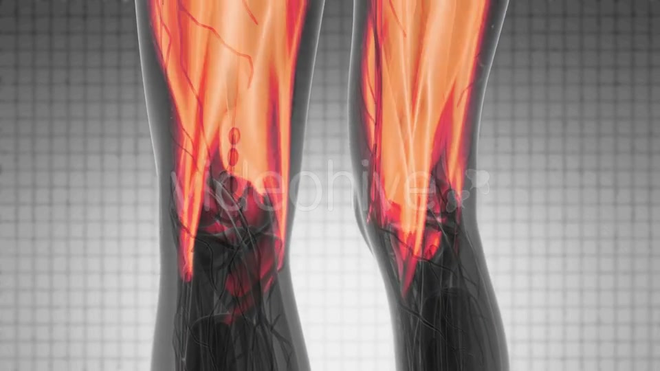 Human Muscle Anatomy - Download Videohive 21204985