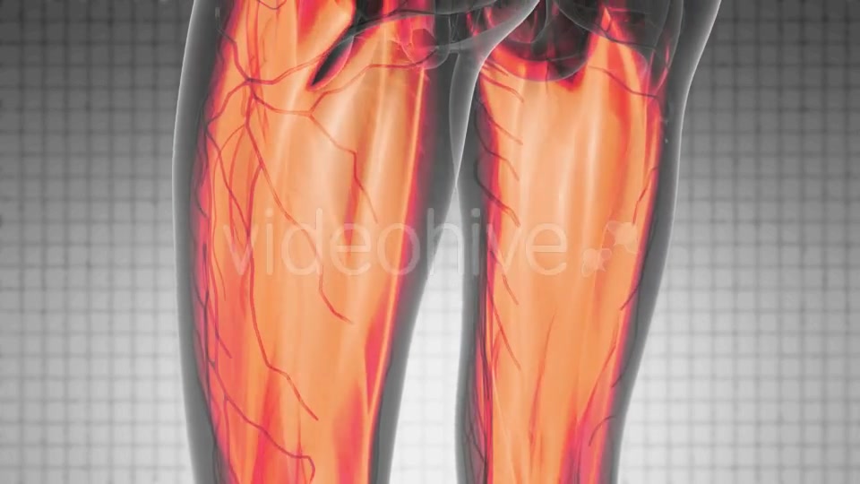 Human Muscle Anatomy - Download Videohive 21204985