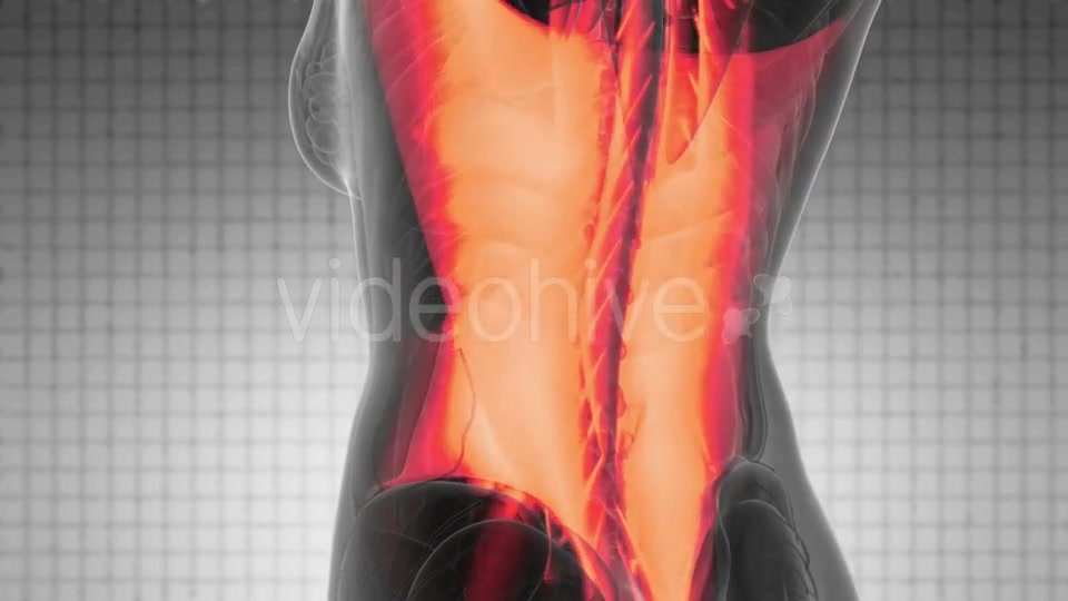 Human Muscle Anatomy - Download Videohive 21204985