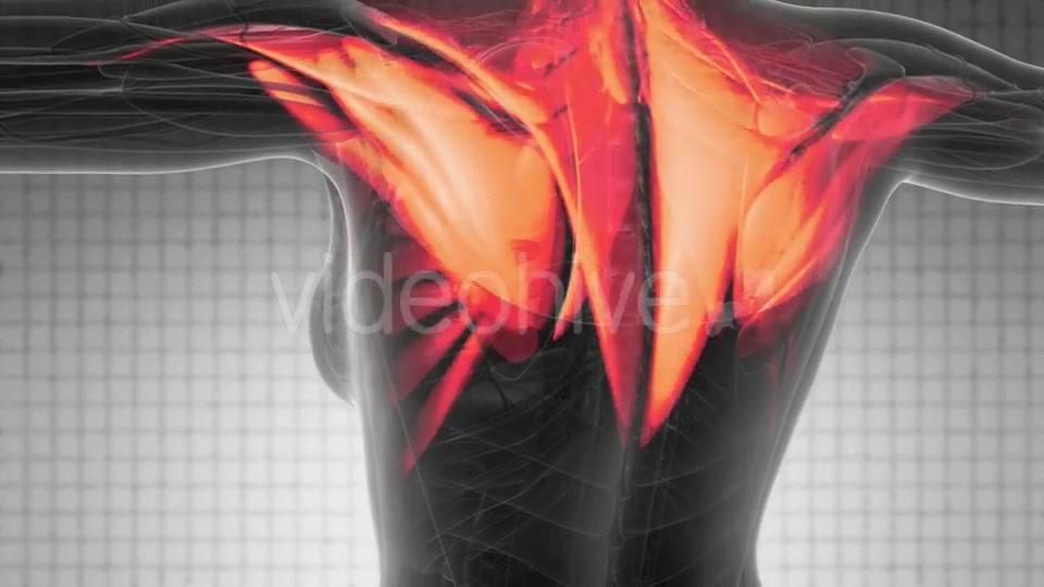 Human Muscle Anatomy - Download Videohive 21204985