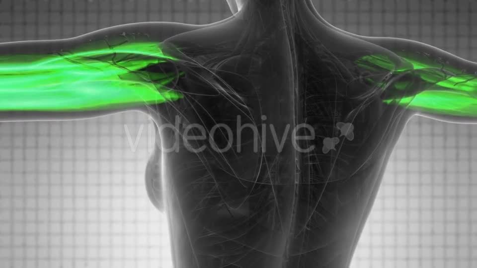 Human Muscle Anatomy - Download Videohive 21264023