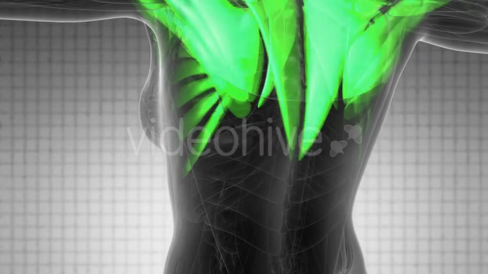 Human Muscle Anatomy - Download Videohive 21264023
