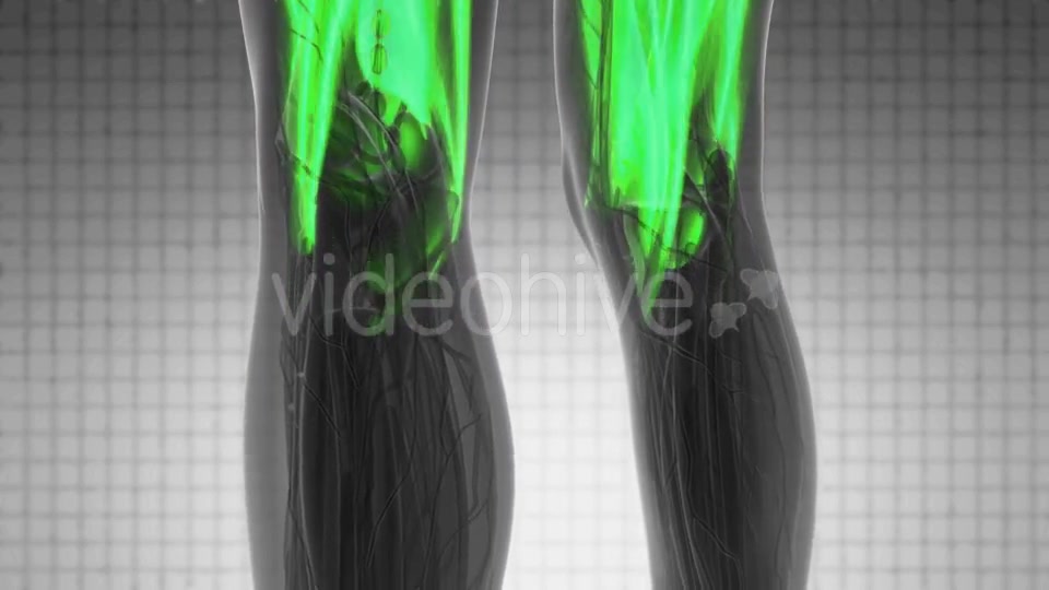 Human Muscle Anatomy - Download Videohive 21264023