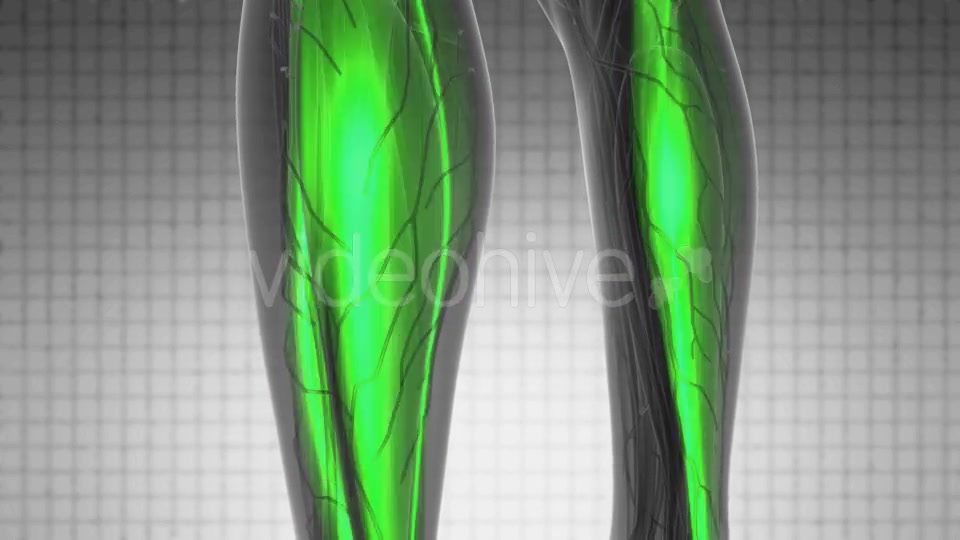 Human Muscle Anatomy - Download Videohive 21264023