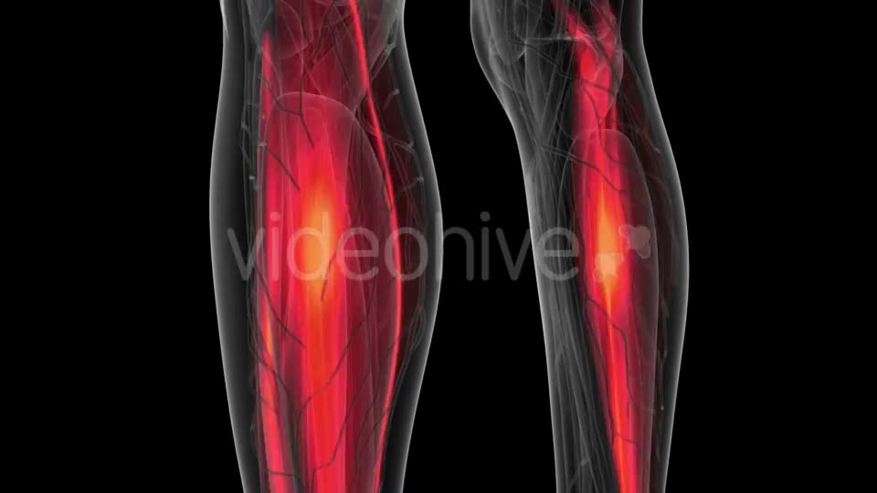 Human Muscle Anatomy - Download Videohive 21264294