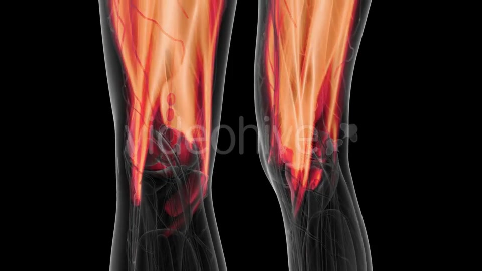 Human Muscle Anatomy - Download Videohive 21264294