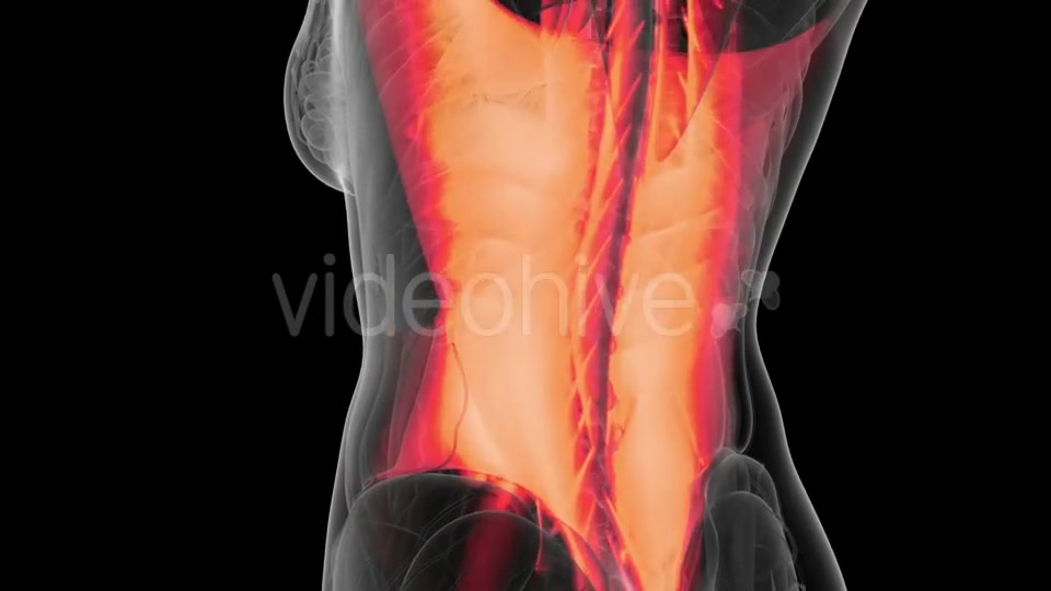 Human Muscle Anatomy - Download Videohive 21264294