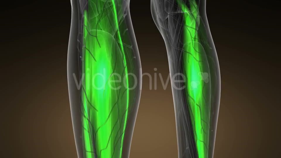 Human Muscle Anatomy - Download Videohive 21264297
