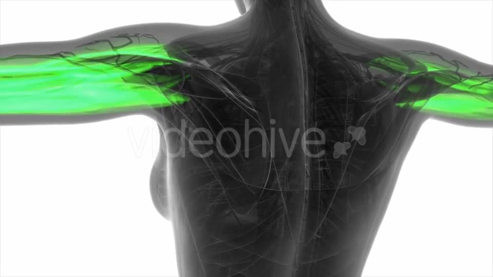Human Muscle Anatomy - Download Videohive 21297227