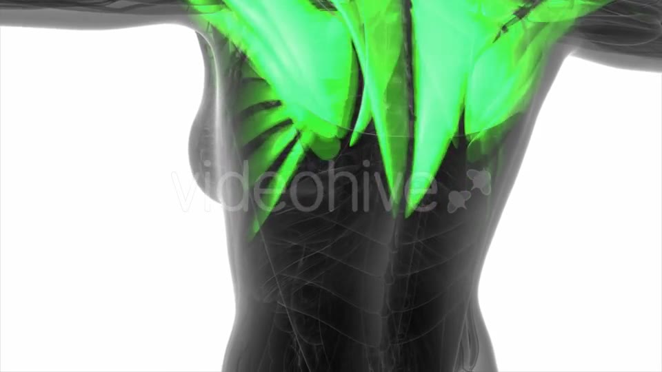 Human Muscle Anatomy - Download Videohive 21297227
