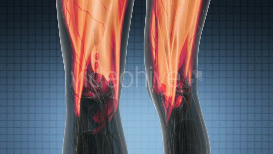 Human Muscle Anatomy - Download Videohive 21297452