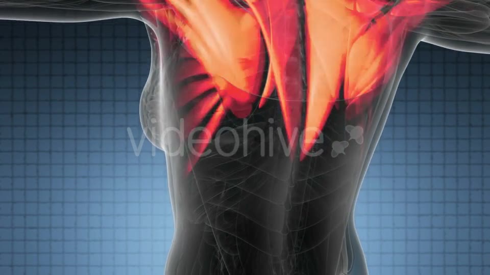 Human Muscle Anatomy - Download Videohive 21297567