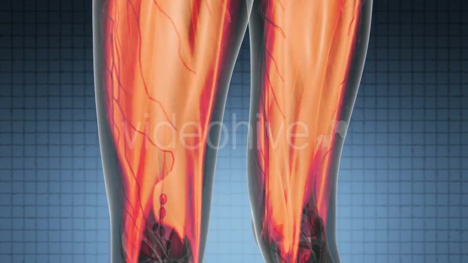 Human Muscle Anatomy - Download Videohive 21297567