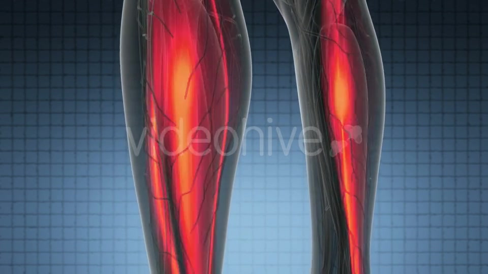 Human Muscle Anatomy - Download Videohive 21297567