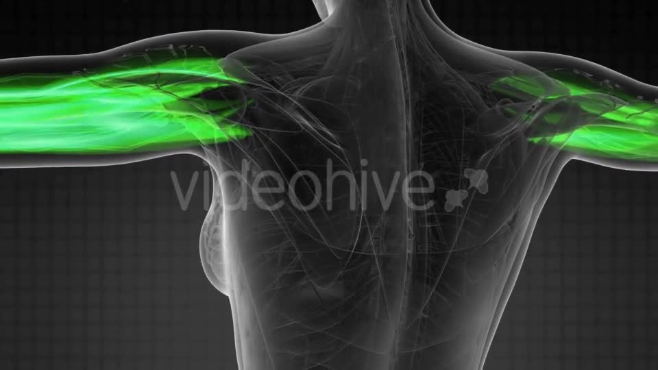 Human Muscle Anatomy - Download Videohive 21313625