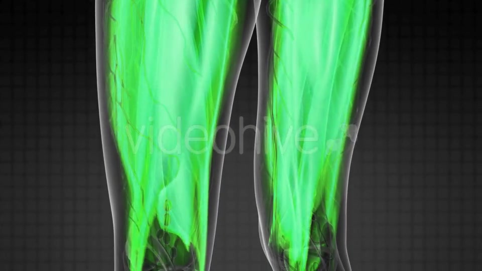 Human Muscle Anatomy - Download Videohive 21313625