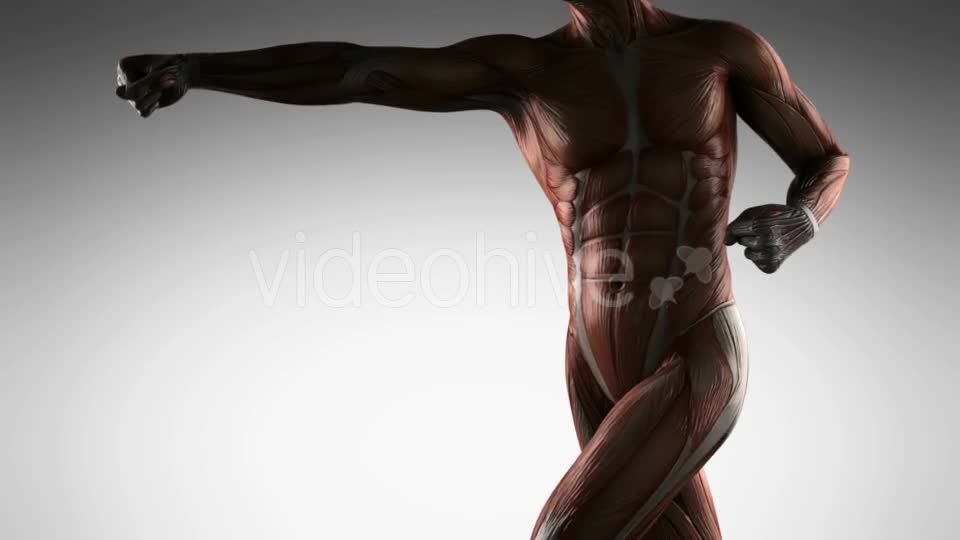 Human Muscle Anatomy - Download Videohive 21485181